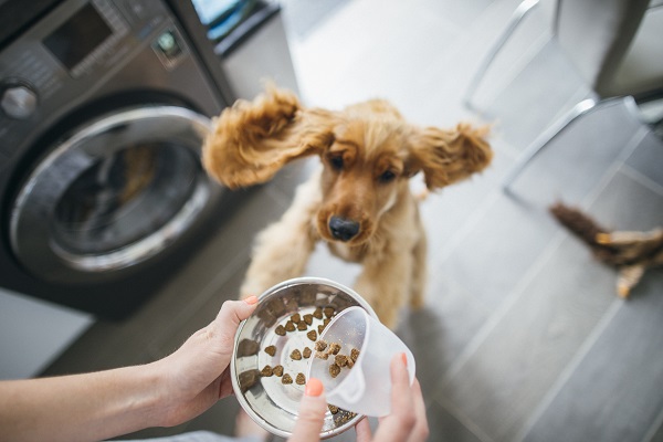 Por que alguns cachorros comem tão rápido?