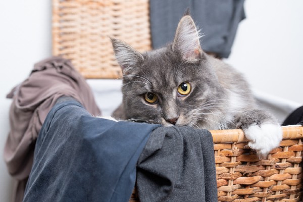 Por que gatos gostam de coisas com cheiro ruim?