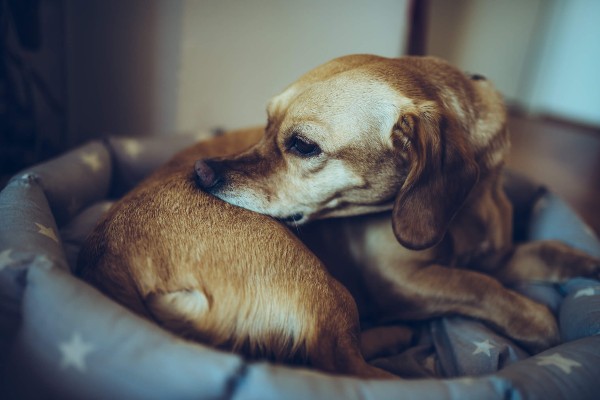 Quatro rações para cachorro com alergia alimentar