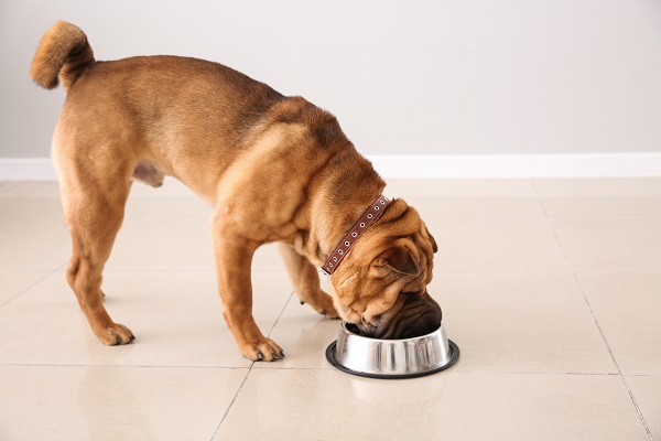 Rações para cães com pele sensível