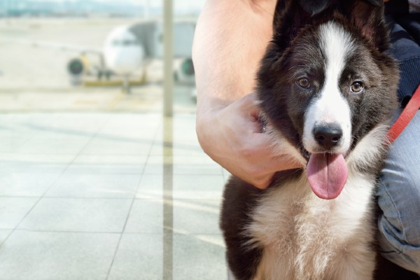 Reino Unido prepara cachorros para detectar coronavírus em aeroportos