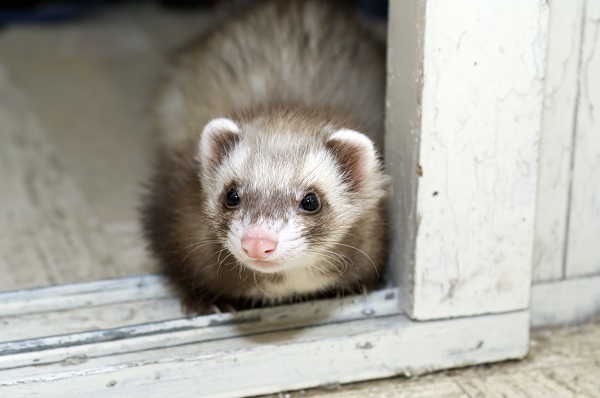 Saiba mais sobre o ferret, o furão que pode ser criado como pet