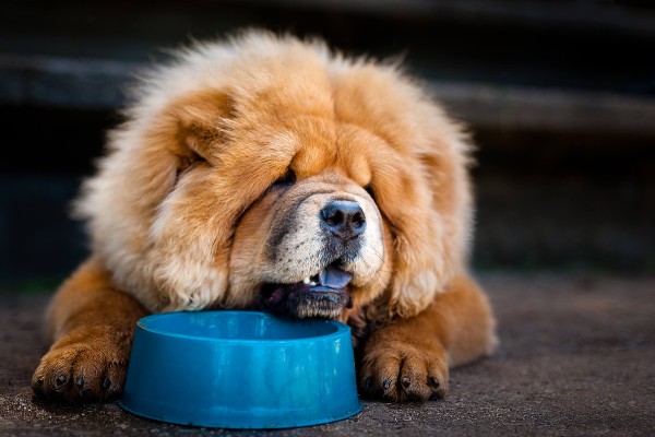 Saiba porque o Chow Chow tem a língua azul