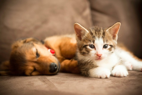 Saiba quais são os animais considerados domésticos pelo IBAMA