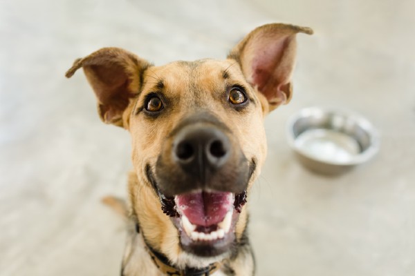 Seis formas de fazer um cachorro comer mais devagar