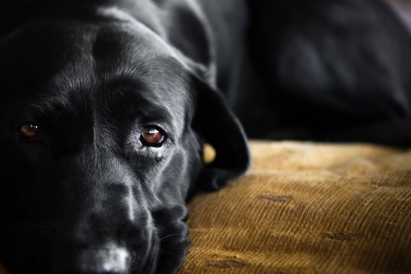 Senado aprova pena de até cinco anos para quem maltratar cachorros e gatos