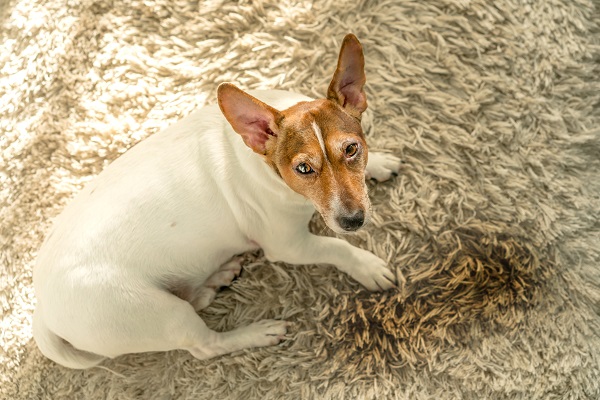 Tapete higiênico: sete opções para seu cachorro