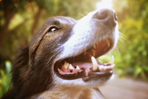 Tudo o que você precisa saber sobre os bigodes dos cachorros