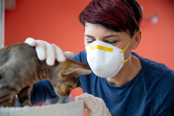 Tudo sobre a primeira visita do seu gato ao médico veterinário