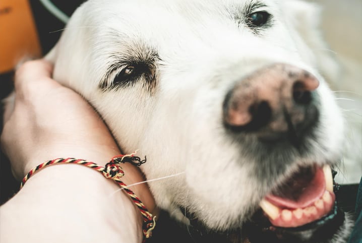 Você sabe quais são as fases da vida de um cachorro?