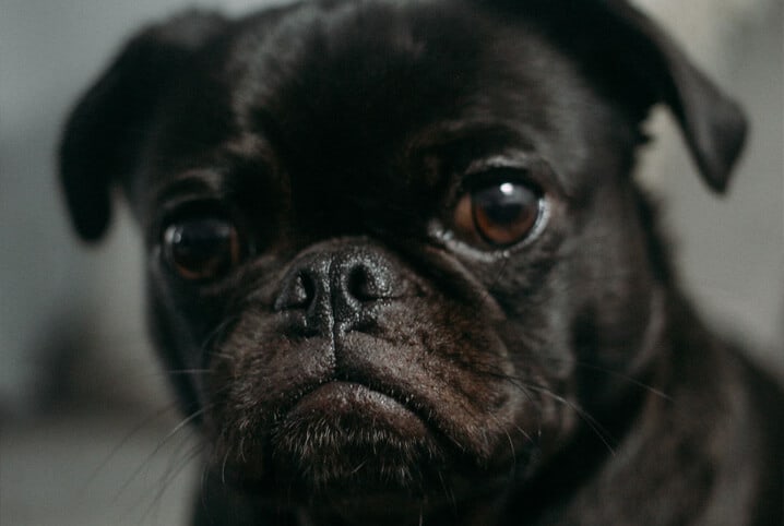 Nomes para cachorro preto: confira as opções!