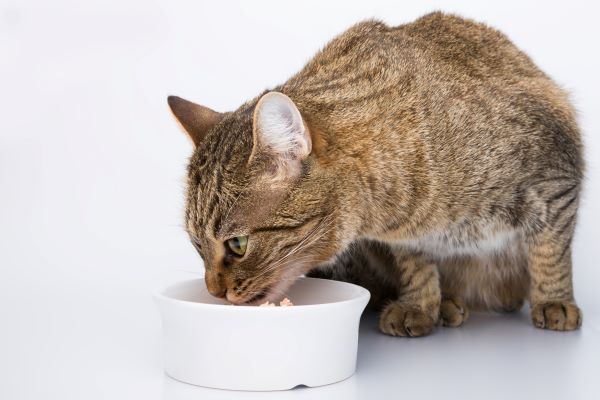 Benefícios dos alimentos úmidos para gatos