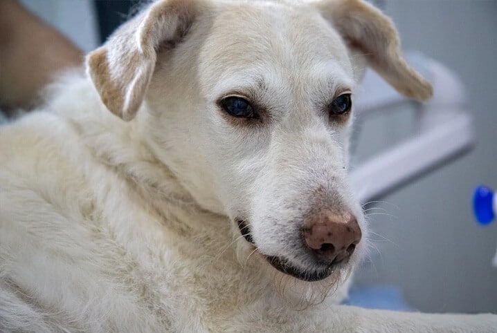 Cachorro com dor de barriga: principais causas