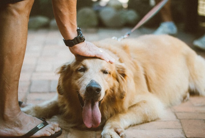 Cachorro com respiração ofegante: o que pode ser?