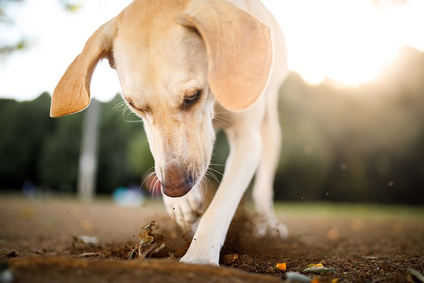 Cachorro comendo terra