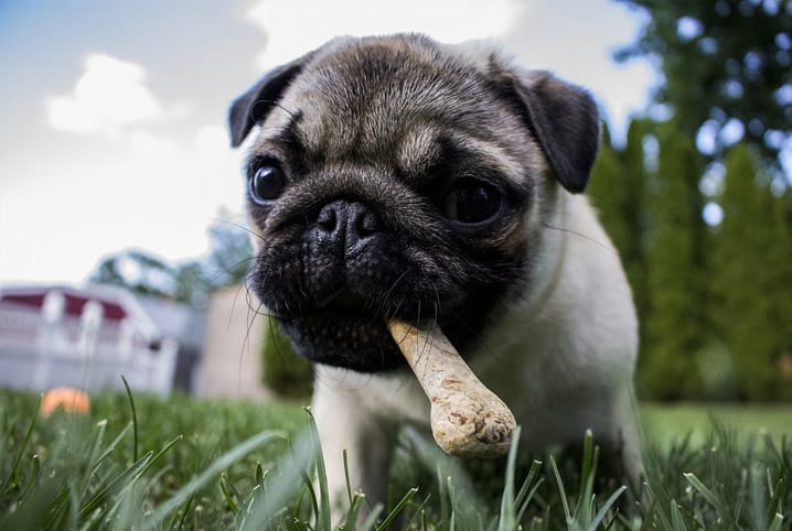 Cachorro engasgado: o que fazer para socorrer o pet