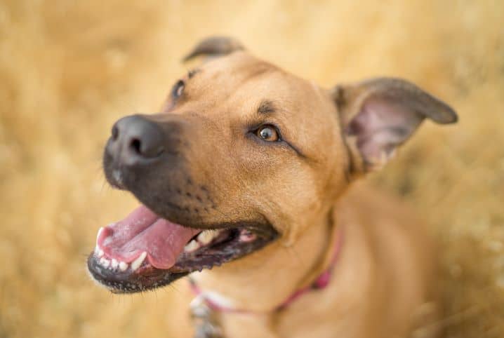 Cachorro pode comer batata-doce? Aprenda a servir o alimento