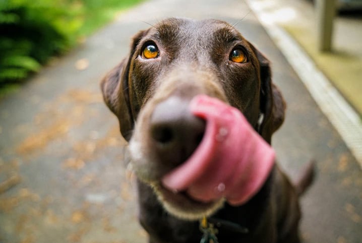 Cachorro salivando: causas para o excesso de saliva