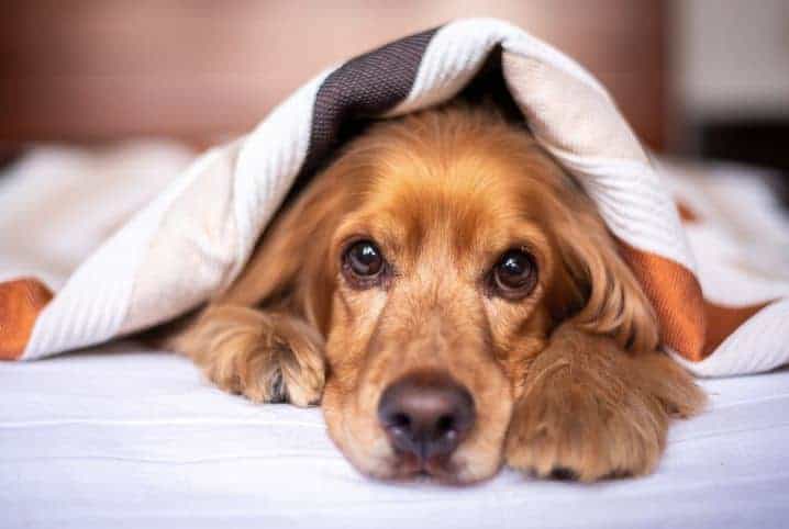 Cachorro vomitando amarelo: descubra as possíveis causas!