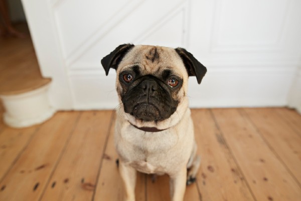 Cachorros podem estar menos sociáveis por conta da quarentena