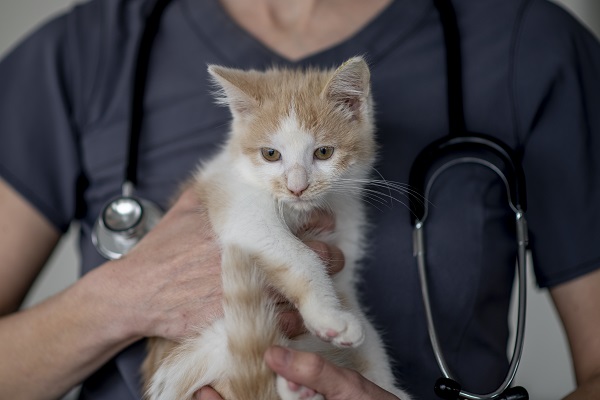 Calazar em gatos: entenda a leishmaniose em felinos