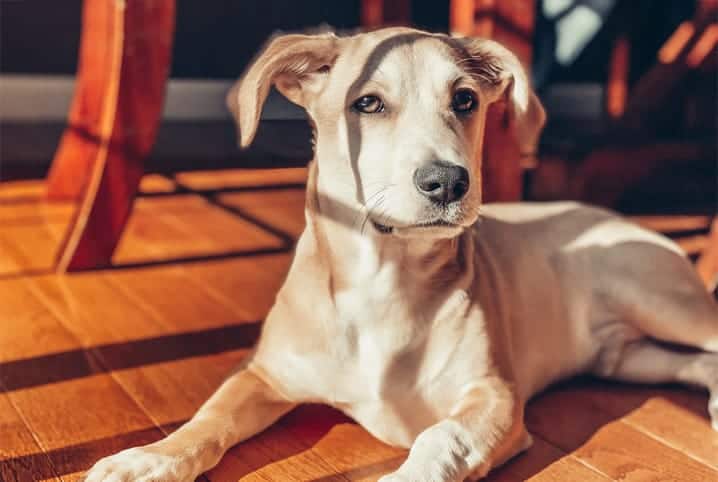 Câncer de pele em cachorro: conheça a doença