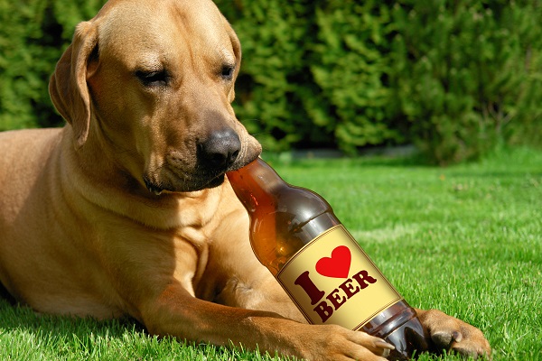 Cerveja para cachorro