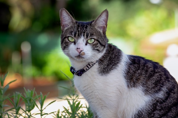 Coleira com identificação para gatos