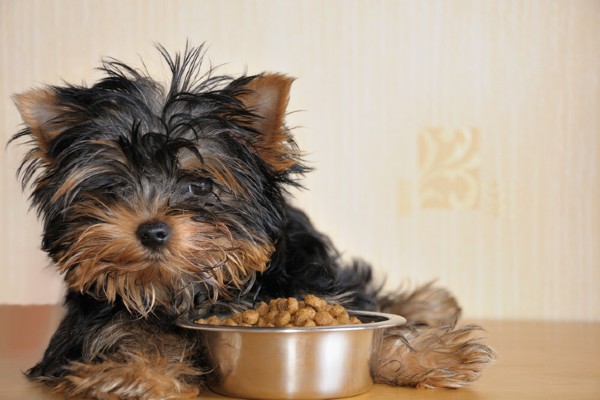 Como alimentar um cachorro recém-nascido