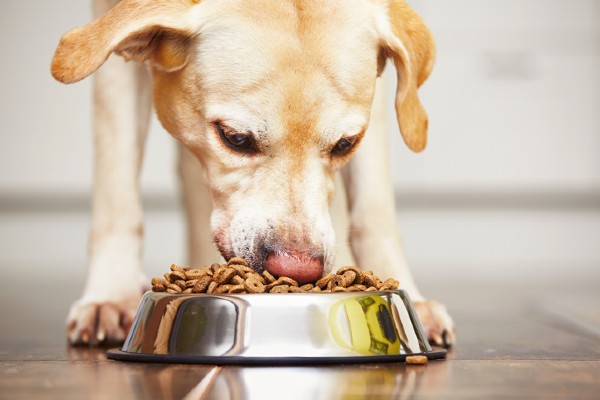 Como mudar a ração do cão?