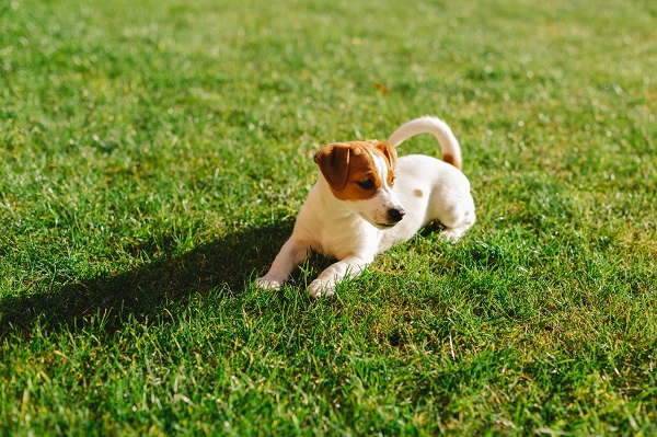 Como preparar seu filhote de cachorro para uma vida ativa e saudável