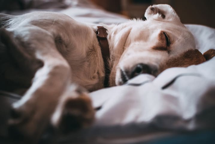 Como saber se o cachorro está com febre?