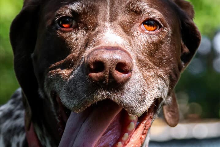 Compre livros sobre animais na Petz e ajude diversas ONGs