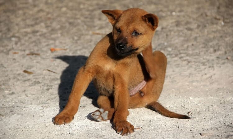 Conheça as causas e os tratamentos de alergia em cachorro