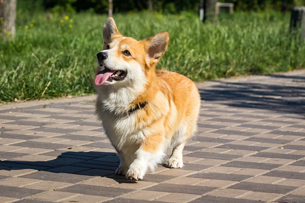 Corgi: características do Pembroke Welsh Corgi