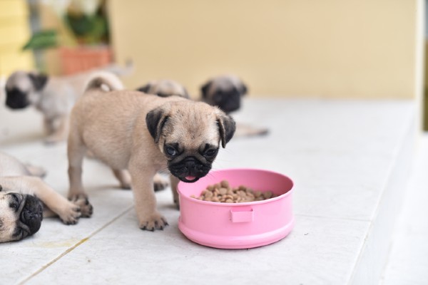 Cuidados com a alimentação de um filhote de cachorro