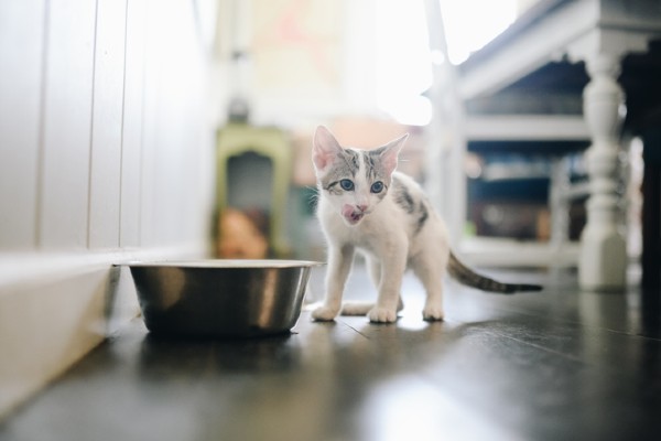 Cuidados com a alimentação de um filhote de gato