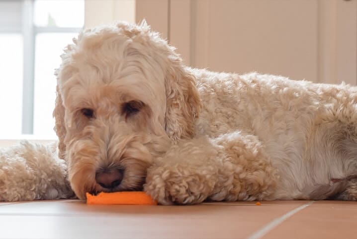 Descubra se cachorro pode comer cenoura