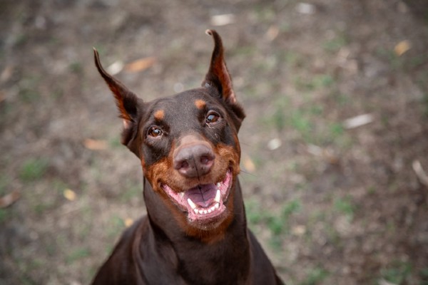 Doberman é bravo?