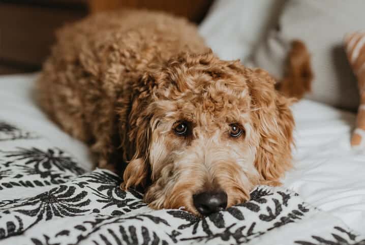 Em quanto tempo o remédio de verme faz efeito no cachorro?