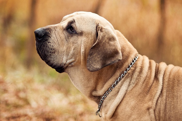 Fila brasileiro: características e temperamento