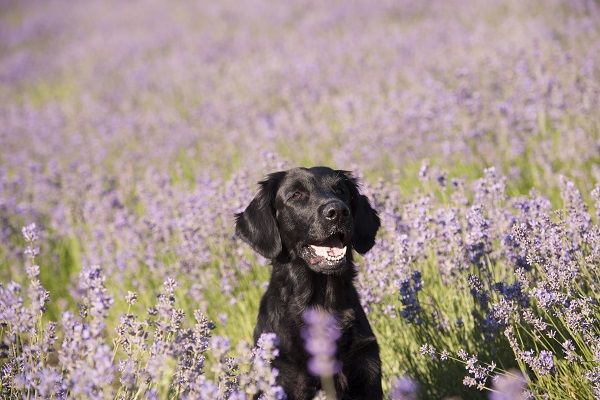 Floral para cachorro