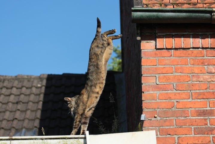 Gato pulando? Descubra 5 curiosidades sobre o salto dos felinos!