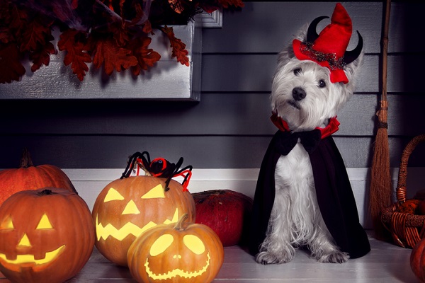 Halloween: mantenha os doces longe do seu pet