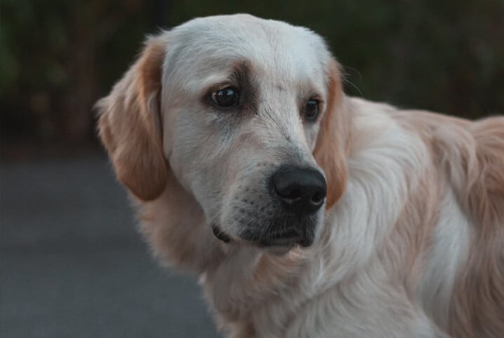 Leptospirose canina: doença perigosa e difícil de identificar