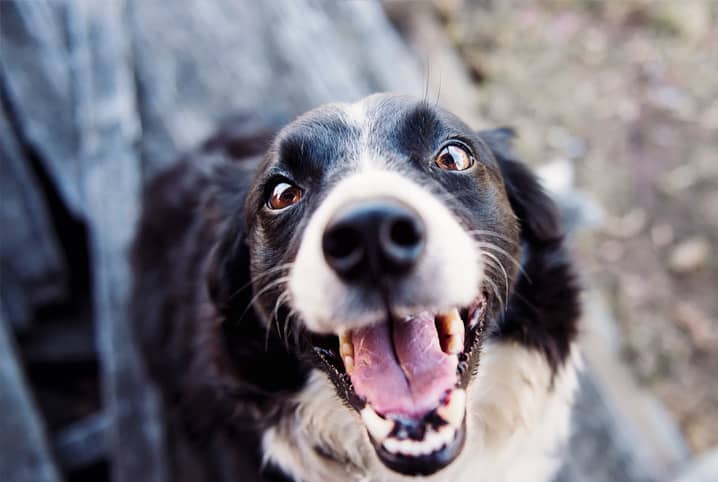 Nomes de cachorro engraçados: mais de 250 opções!