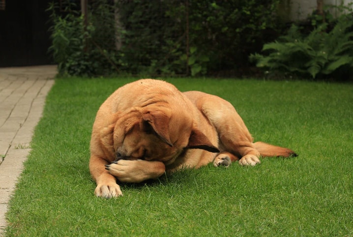 Pata de cachorro inchada? Descubra o que pode ser