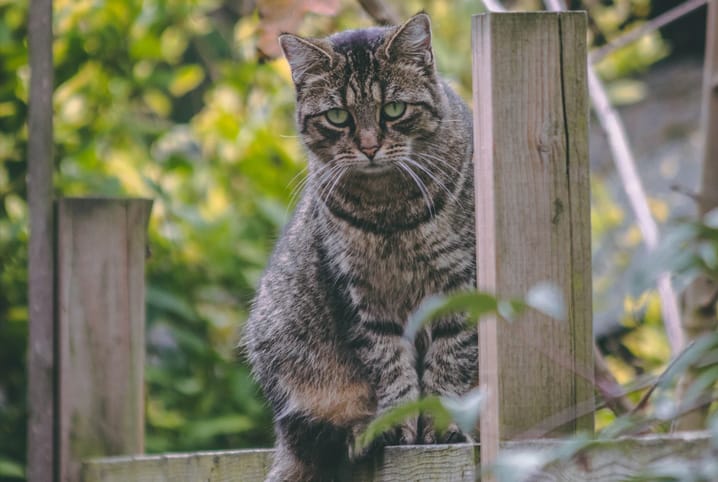 Pênis de gato: mitos, verdades e principais doenças