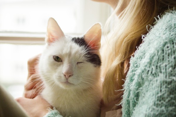 Pesquisa revela como humanos podem se comunicar com os gatos