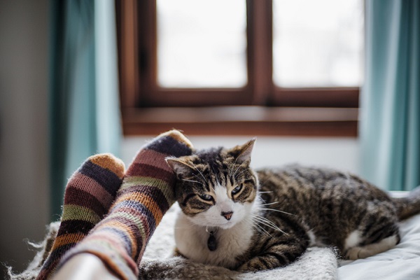 Por que os gatos gostam de dormir com a gente?